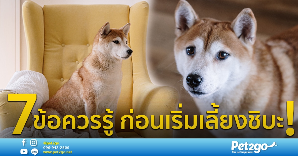 7 ข้อควรรู้ สำหรับคนเริ่มเลี้ยงชิบะ 7 ข้อควรรู้ สำหรับคนเริ่มเลี้ยงชิบะ